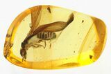 Detailed Fossil Winged Termite (Isoptera) In Baltic Amber #307730-1